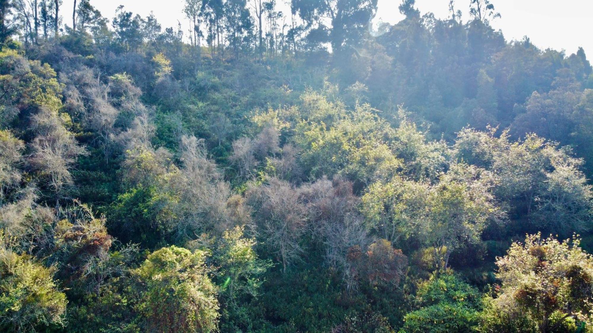 La Flora Tamilnadu - Kodaikanal Extérieur photo